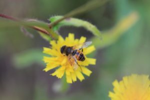 IMG_0059 [Eristalis tenax]