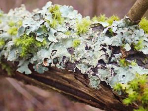 mini_P3020009_Lichen