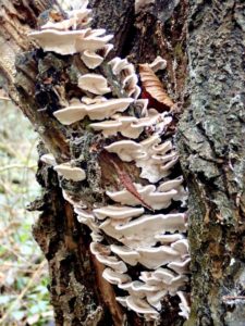 mini_P3020039_Polypore