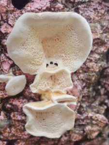 mini_P3020045_Polypore