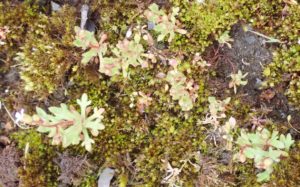 mini_P4070019_SaxifrageTridactyle