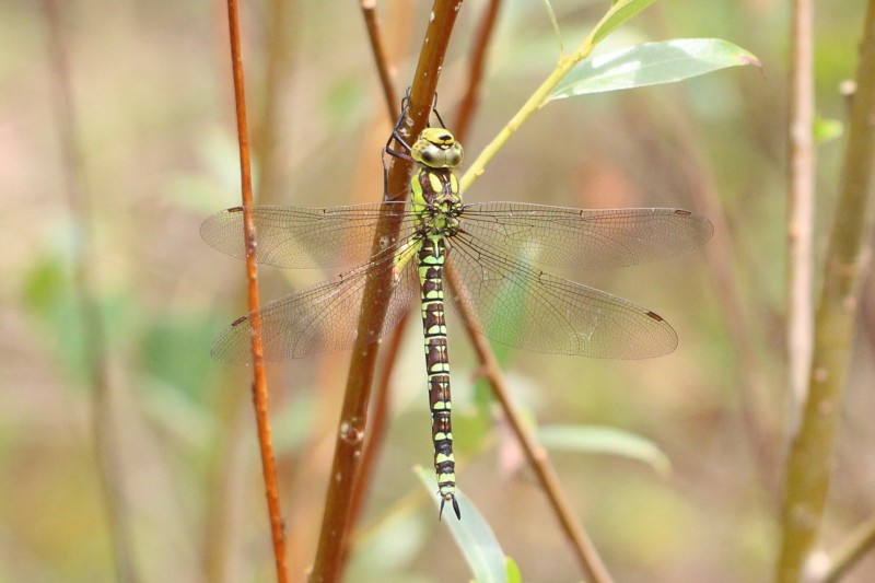 Aeshna cyanea