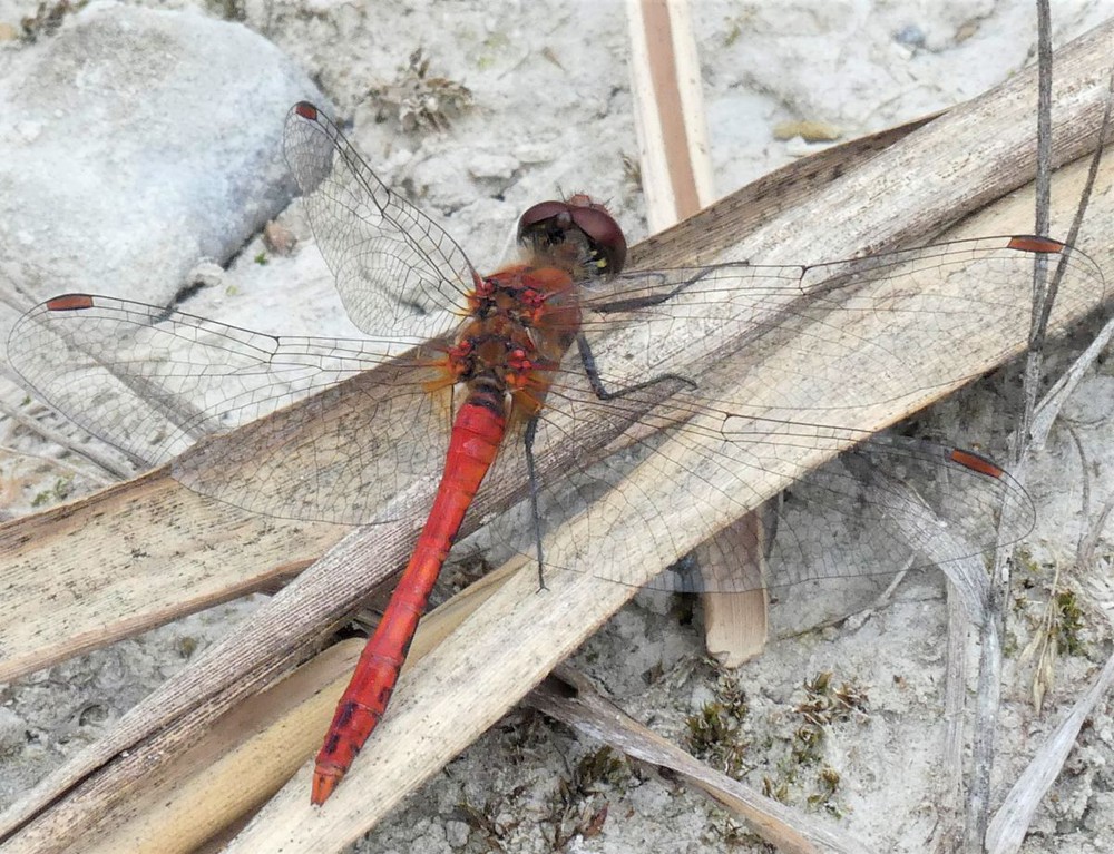 Sympetrum sanguineum